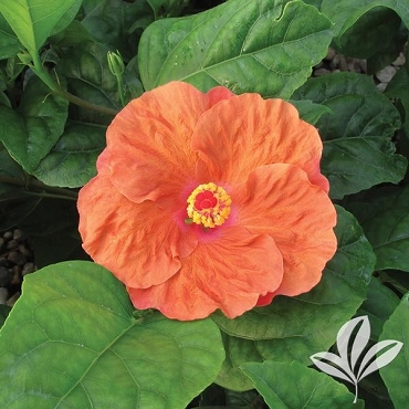 Hibiscus rosa-sinensis ‘Orange Seduction’ - Tropical Hibiscus